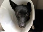 Black adult female mixed-breed dog, Medium, shelter no. …2106