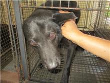 Black male mixed-breed dog, Medium, shelter no. …4007