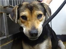 Photo of No. 107071705, Adult · Female · Medium · Mixed breed