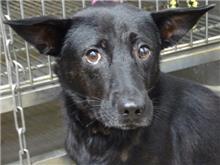 Black adult male mixed-breed dog, Medium, shelter no. …2303