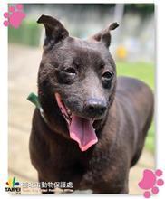 Photo of No. 107072315, Adult · Female · Medium · Mixed breed