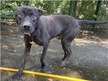 Photo of No. 110011003, Adult · Male · Medium · Mixed breed