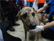 Photo of No. 107082402, Adult · Female · Medium · Mixed breed