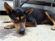 Black-and-brown adult male mixed-breed dog, Medium, shelter no. …2809