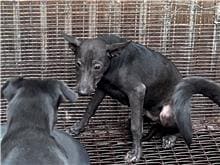 Photo of No. GAAAG1111025002, Young · Male · Medium · Mixed breed