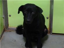 Photo of No. 107112227, Adult · Male · Medium · Mixed breed