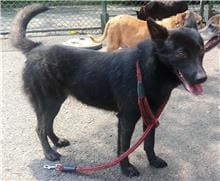 Photo of No. 109122503, Adult · Female · Medium · Mixed breed
