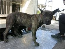 Photo of No. HAAAG1091202013, Adult · Male · Medium · Mixed breed