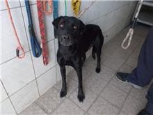 Photo of No. HAAAG1060111123, Adult · Female · Medium · Mixed breed