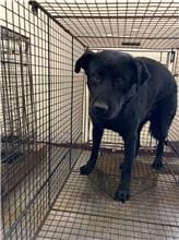 Black adult male mixed-breed dog, Medium, shelter no. …0003
