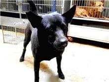 Photo of No. 109120411, Adult · Female · Medium · Mixed breed