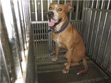 Photo of No. CAAAG1100817002, Adult · Male · Medium · Mixed breed