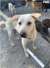 Photo of No. MAAAG1081214001, Adult · Male · Medium · Mixed breed