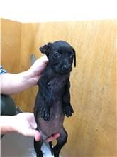 Photo of No. DAAAG1090901005, Young · Female · Small · Mixed breed