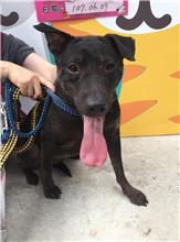 Black adult female mixed-breed dog, Medium, shelter no. …0008