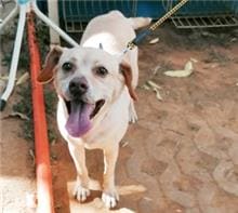 Photo of No. FAAAG11005240015, Adult · Female · Medium · Mixed breed