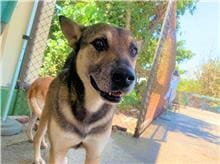 Black-and-brown adult male mixed-breed dog, Medium, shelter no. …4002