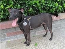 Photo of No. HAAAG1060103043, Adult · Female · Large · Mixed breed