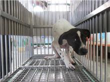 Photo of No. CAAAG1070531004, Adult · Female · Medium · Mixed breed