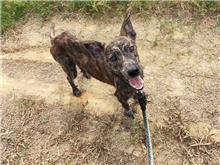 Photo of No. HAAAG1071127602, Adult · Female · Small · Mixed breed