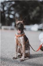 Tabby young male mixed-breed dog, Medium, shelter no. …8008
