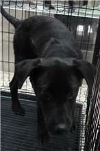 Photo of No. 1101467, Male · Medium · Mixed breed