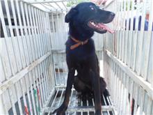Photo of No. CAAAG1090701008, Adult · Female · Medium · Mixed breed
