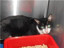 Photo of No. CAAAG1090904010, Male · Medium · Mixed breed