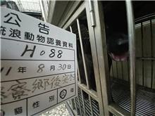 Black adult male mixed-breed dog, Large, shelter no. …088D