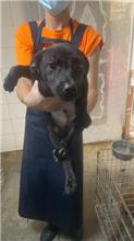 Photo of No. AAACG1110827002, Adult · Male · Small · Mixed breed