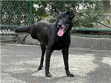 Black adult female mixed-breed dog, Medium, shelter no. …1305