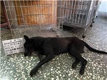 Photo of No. 111-B004D, Adult · Male · Large · Mixed breed