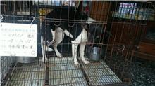 Photo of No. 107-C032D, Female · Medium · Mixed breed