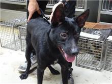 Photo of No. 108030601, Adult · Male · Medium · Mixed breed