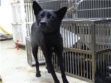 Black adult male mixed-breed dog, Medium, shelter no. …2507