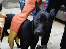Photo of No. 108041213, Adult · Female · Medium · Mixed breed