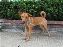 Photo of No. HAAAG1050929212, Adult · Male · Medium · Mixed breed
