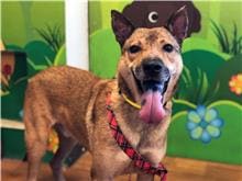 Tan adult male mixed-breed dog, Medium, shelter no. …1205
