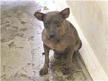 Photo of No. 111101104, Adult · Female · Medium · Mixed breed