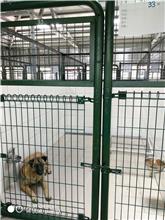 Photo of No. XAAAG1070605002, Adult · Female · Medium · Mixed breed