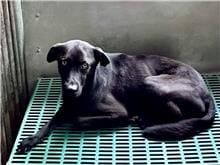 Photo of No. GAAAG1111107004, Adult · Male · Medium · Mixed breed