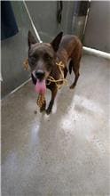Photo of No. AAAHG1100608001, Adult · Female · Medium · Mixed breed