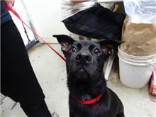 Photo of No. 108052803, Adult · Male · Medium · Mixed breed