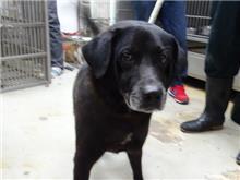 Black adult male mixed-breed dog, Medium, shelter no. …3002