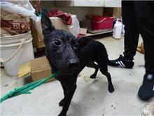 Photo of No. 108060101, Young · Female · Small · Mixed breed