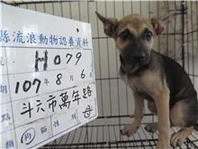 Photo of No. 107-H079D, Adult · Female · Large · Mixed breed