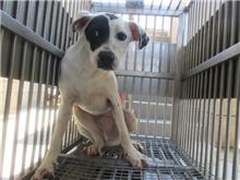 Photo of No. CAAAG1070531005, Adult · Male · Medium · Mixed breed