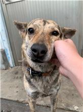 Photo of No. MAAAG1070922002, Adult · Male · Medium · Mixed breed