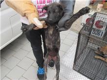 Photo of No. CAAAG1060406011, Female · Small · Mixed breed