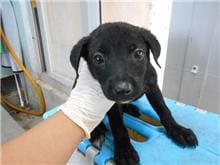 Photo of No. CAAAG1090807015, Adult · Female · Small · Mixed breed